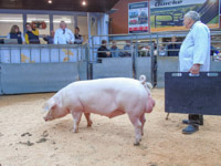 Pigs Dumfries Mart (5)